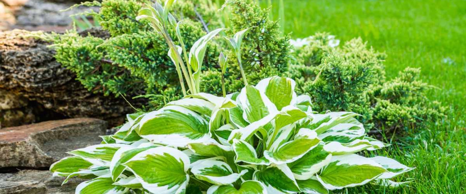 Choosing the Right Plants for Your Climate