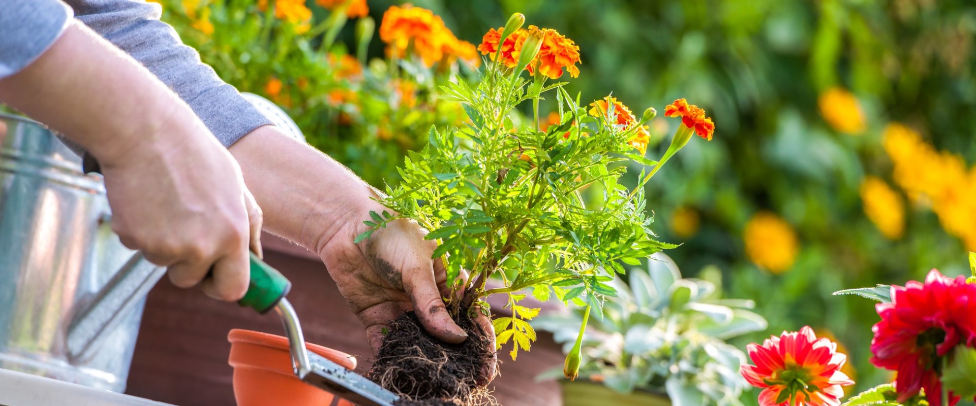 Planting Pest-Repelling Herbs and Flowers: A Natural Solution for Home Pest Control