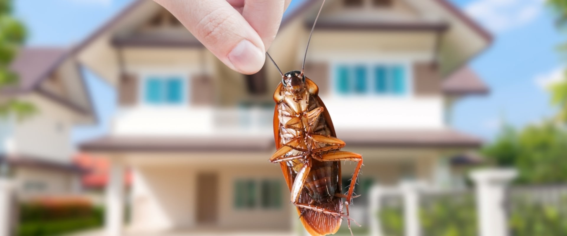 Different Types of Pest Control Treatments for a Pest-Free Home