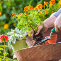 Planting Pest-Repelling Herbs and Flowers: A Natural Solution for Home Pest Control