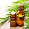 How Essential Oils Can Help Keep Pests Away from Your Home