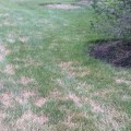 Dealing with Common Lawn Problems