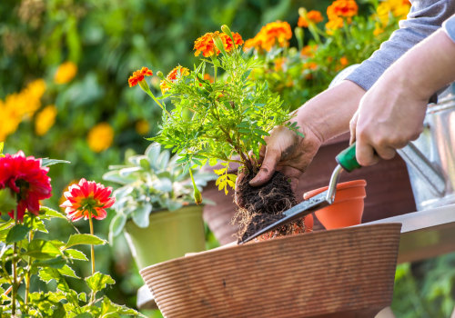 Planting Pest-Repelling Herbs and Flowers: A Natural Solution for Home Pest Control