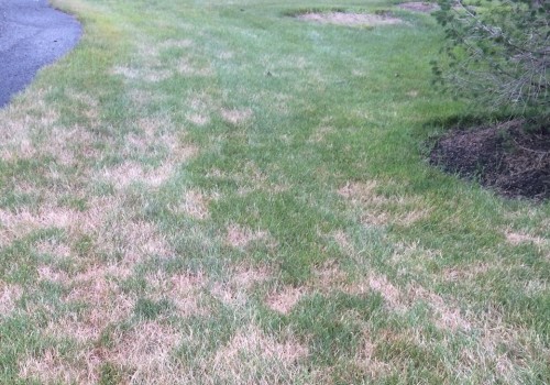 Dealing with Common Lawn Problems